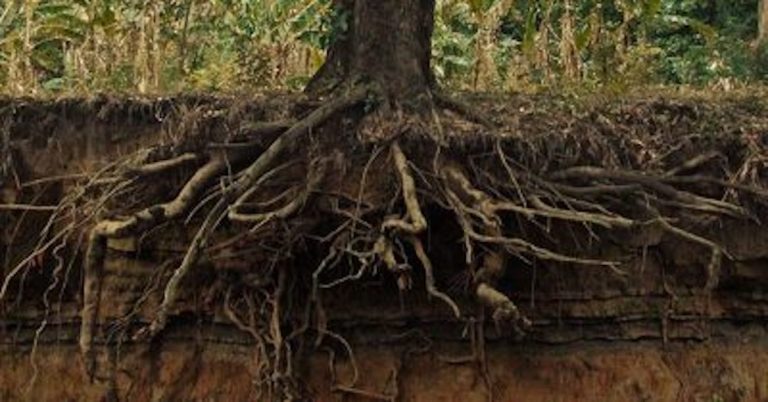Where Is Your Life Rooted?