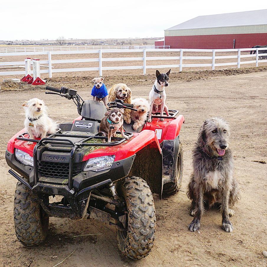 Man Is Heartbroken After Dog Dies, Goes To Shelter & Becomes Addicted To Saving Senior Animals