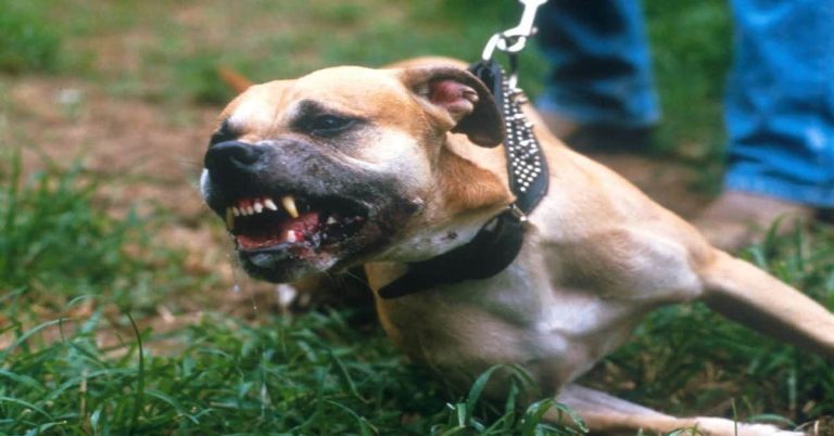 New Study Suggests Anxious People Are More Likely To Be Bitten By Dogs