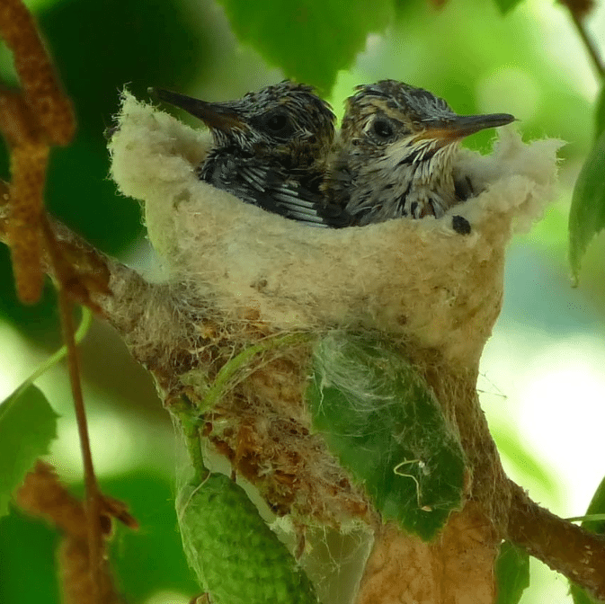 Pruning Your Garden Soon? Make Sure To Look Out For These Tiny Eggs!