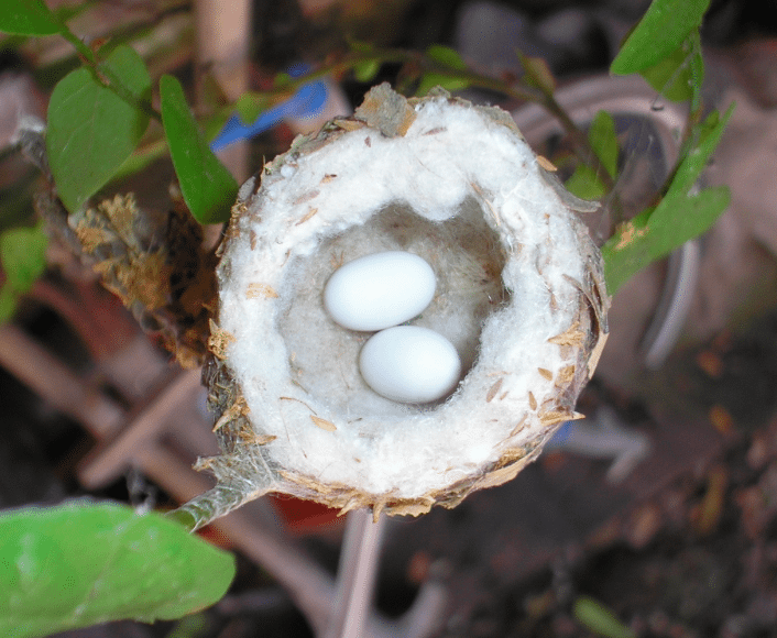 Pruning Your Garden Soon? Make Sure To Look Out For These Tiny Eggs!
