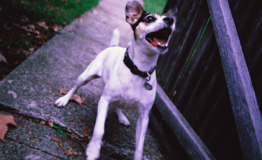 New Study Suggests Anxious People Are More Likely To Be Bitten By Dogs
