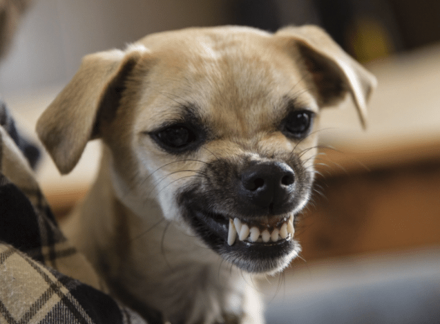 New Study Suggests Anxious People Are More Likely To Be Bitten By Dogs