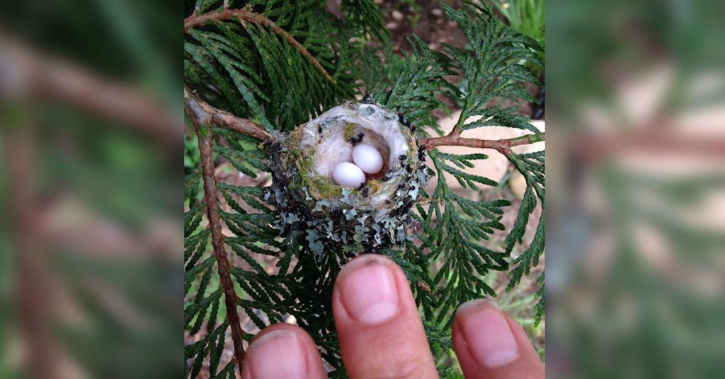 Pruning Your Garden Soon? Make Sure To Look Out For These Tiny Eggs!