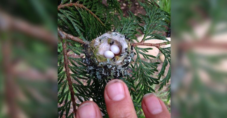 Pruning Your Garden Soon? Make Sure To Look Out For These Tiny Eggs!