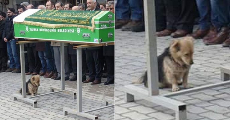 Heartbroken Dog Visits Owner’s Grave Everyday
