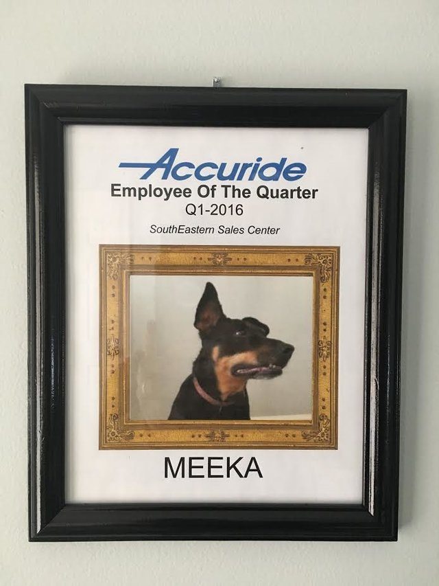 Work-From-Home Dad Gives ‘Best Employee’ Award To His Dog Every Single Quarter