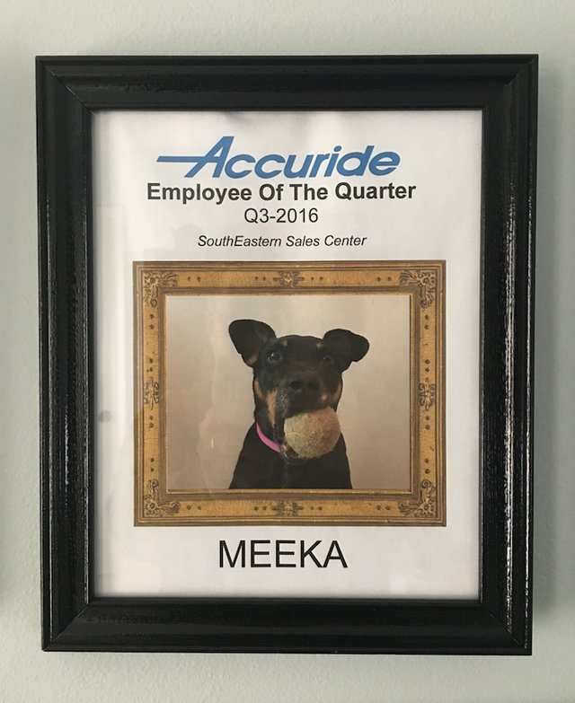 Work-From-Home Dad Gives ‘Best Employee’ Award To His Dog Every Single Quarter