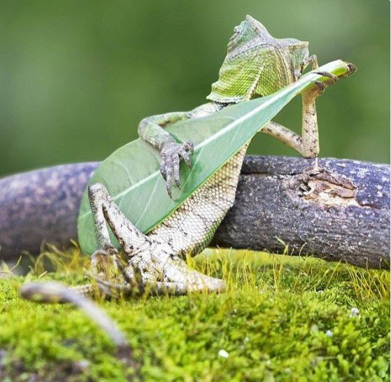 5 Of The Cutest Animal Pictures Taken At Exactly The Right Moment