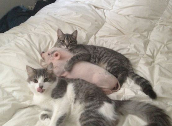 5 Of The Cutest Animal Pictures Taken At Exactly The Right Moment