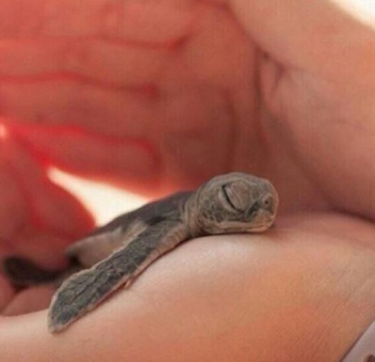 5 Of The Cutest Animal Pictures Taken At Exactly The Right Moment