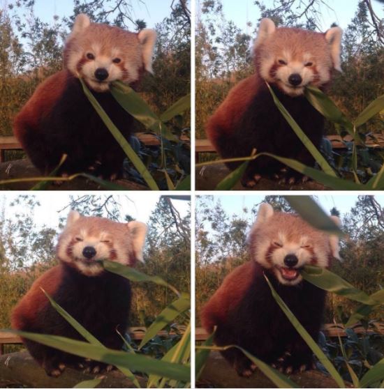 5 Of The Cutest Animal Pictures Taken At Exactly The Right Moment