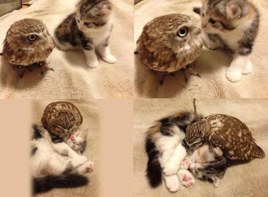 5 Of The Cutest Animal Pictures Taken At Exactly The Right Moment