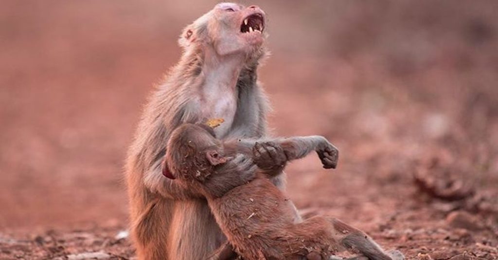 Emotional Photo Shows Monkey Holding Unconscious Child Just Before A Miracle Happens