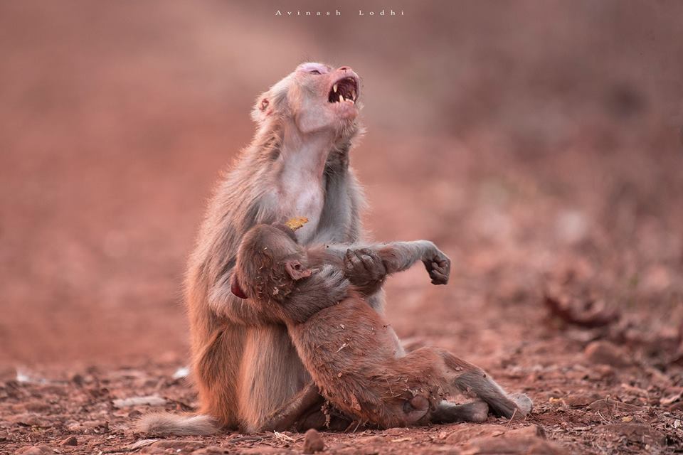 Emotional Photo Shows Monkey Holding Unconscious Child Just Before A Miracle Happens