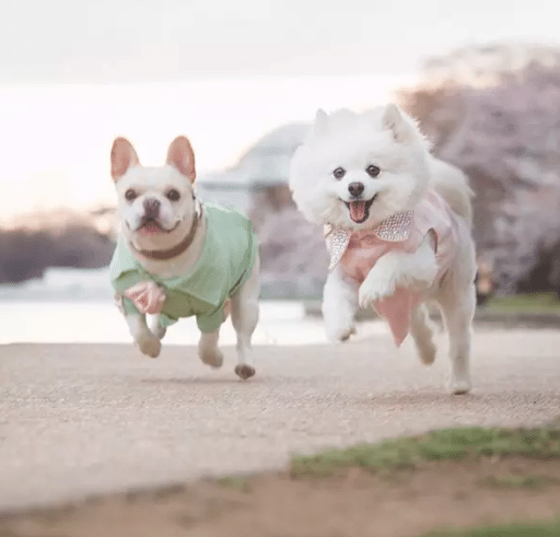 Two Dogs Have Ridiculously Cute Engagement Shoot That’ll Make You Jealous Of Their Love!