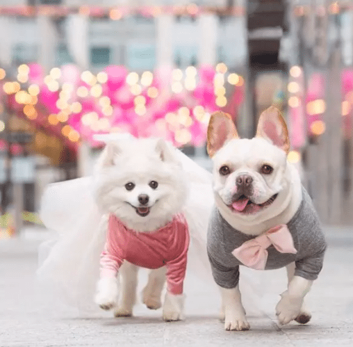 Two Dogs Have Ridiculously Cute Engagement Shoot That’ll Make You Jealous Of Their Love!