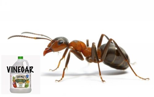 Exterminator Reveals Best Natural Home Remedies To Keep Ants Away