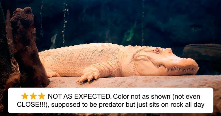 Zoo Posts Amazon-Like Reviews Of Animals & They Are Making Us Cry Laughing!