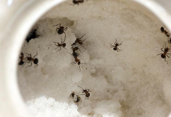 Exterminator Reveals Best Natural Home Remedies To Keep Ants Away