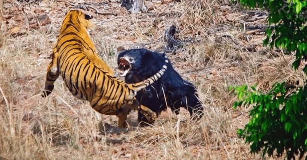 Safari guide records rare fight between Tiger and mother Bear