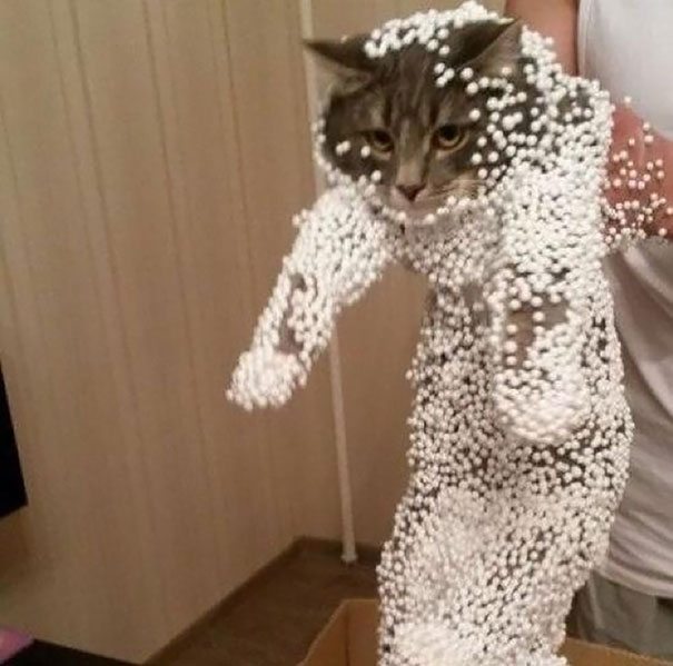 5 Hilarious Cat Photos That Are Guaranteed To Make Your Day Better