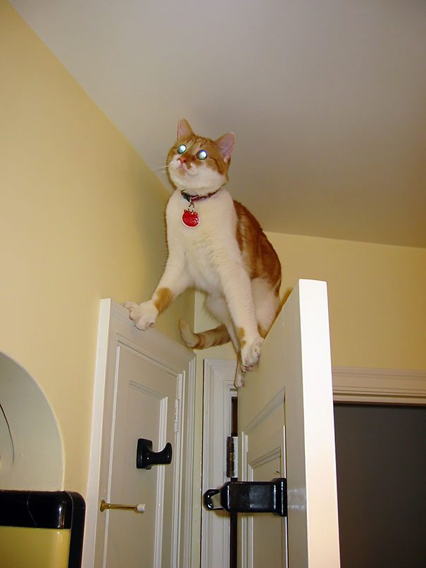 5 Hilarious Cat Photos That Are Guaranteed To Make Your Day Better