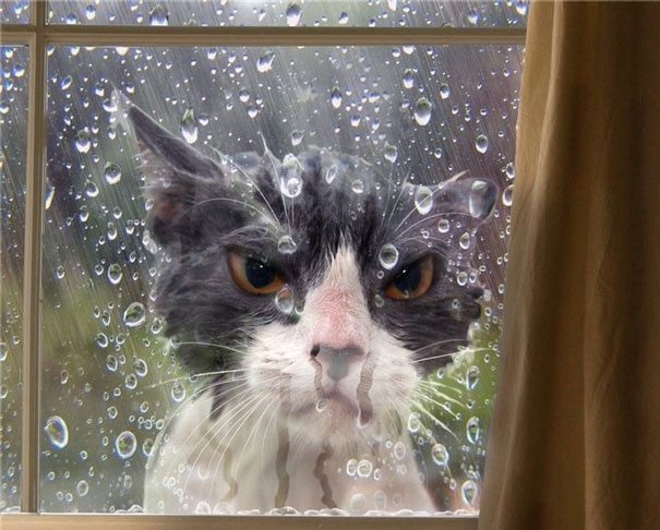5 Hilarious Cat Photos That Are Guaranteed To Make Your Day Better