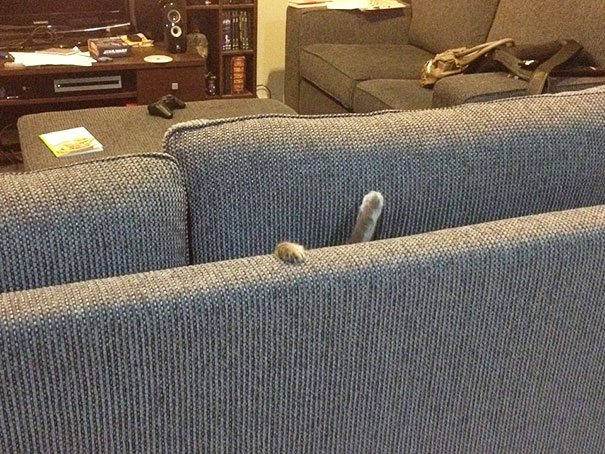 5 Hilarious Cat Photos That Are Guaranteed To Make Your Day Better