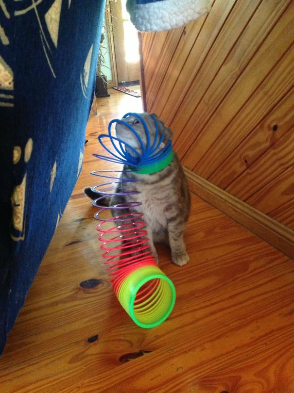 5 Hilarious Cat Photos That Are Guaranteed To Make Your Day Better
