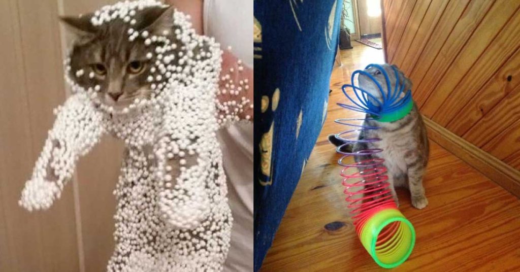5 Hilarious Cat Photos That Are Guaranteed To Make Your Day Better