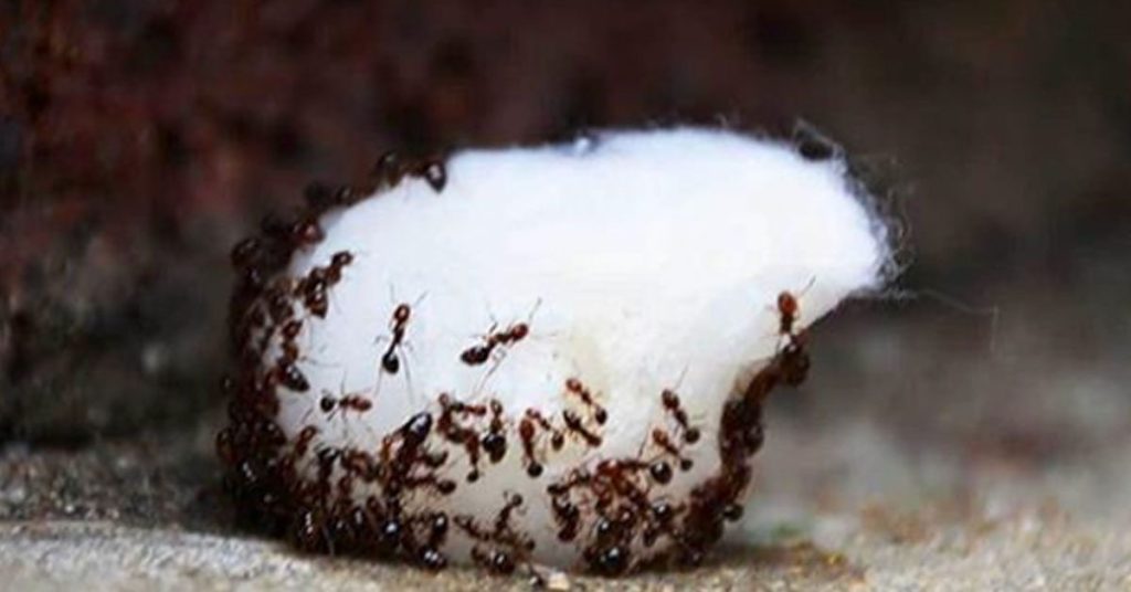 Exterminator Reveals Best Natural Home Remedies To Keep Ants Away