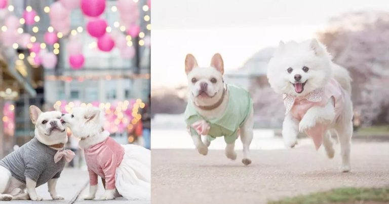 Two Dogs Have Ridiculously Cute Engagement Shoot That’ll Make You Jealous Of Their Love!