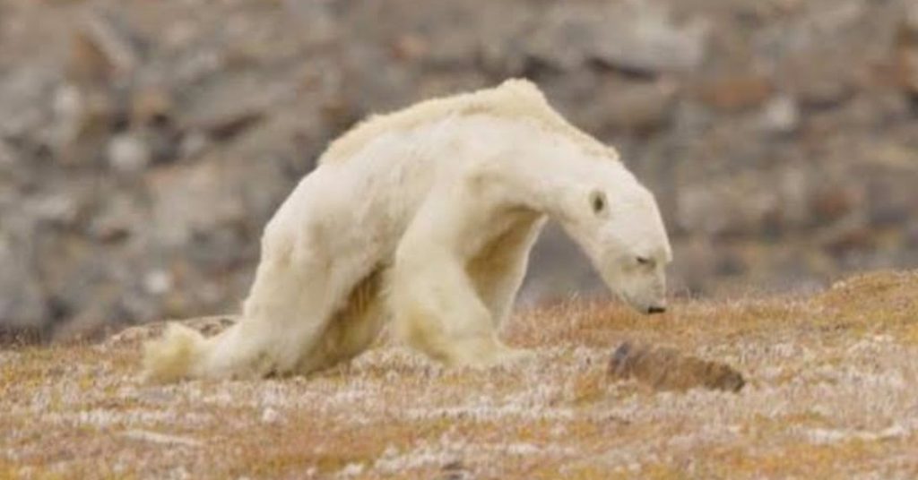 Emaciated Polar Bear Forced to Scavenge In Trash Cans for Food on Iceless Land