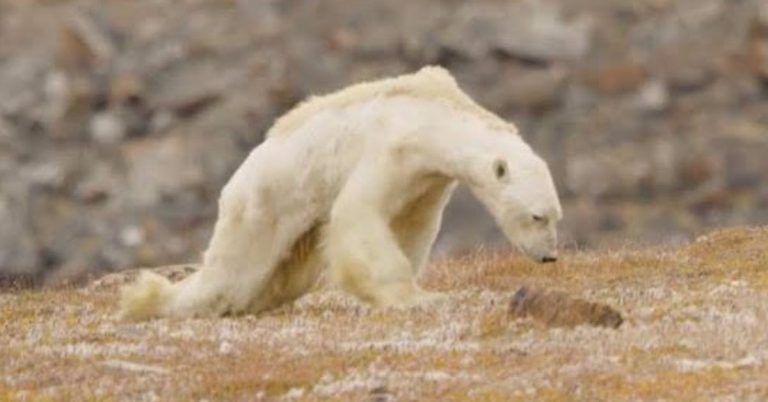 Emaciated Polar Bear Forced to Scavenge In Trash Cans for Food on Iceless Land