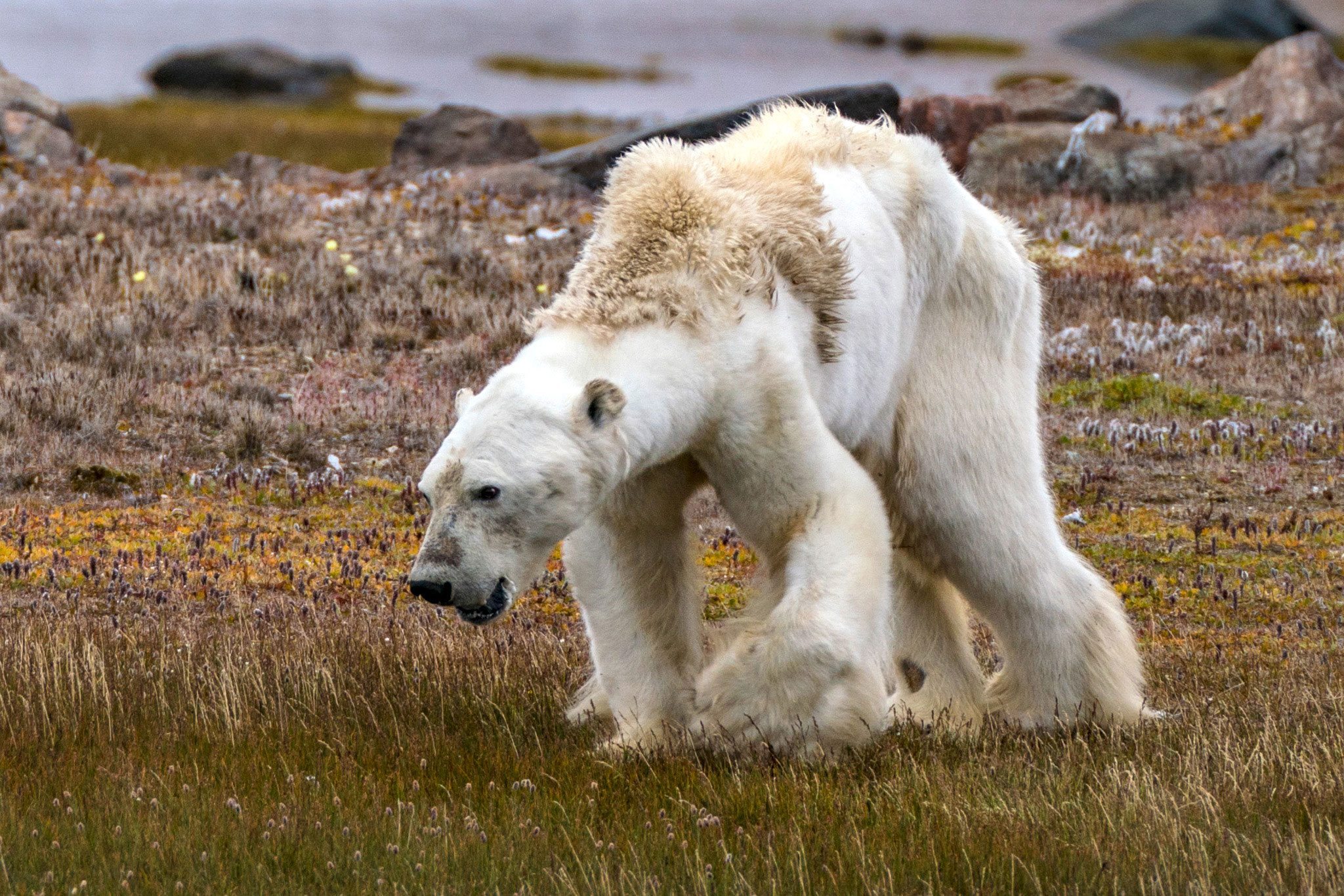 Emaciated Polar Bear Forced to Scavenge In Trash Cans for Food on Iceless Land
