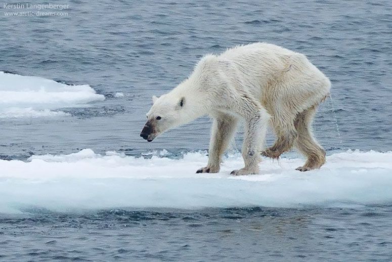 Emaciated Polar Bear Forced to Scavenge In Trash Cans for Food on Iceless Land