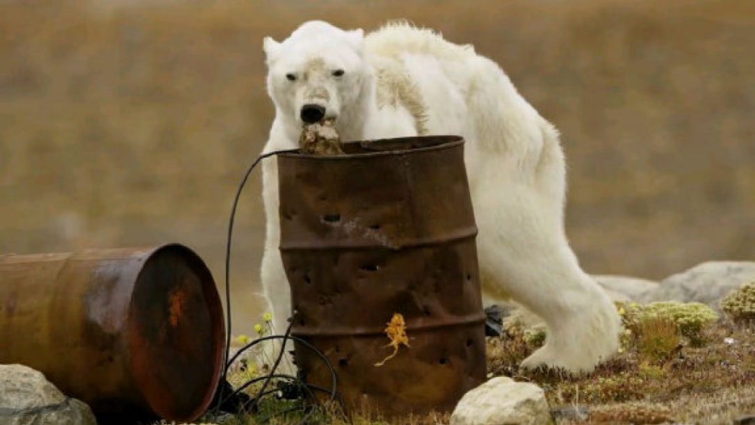 Emaciated Polar Bear Forced to Scavenge In Trash Cans for Food on Iceless Land