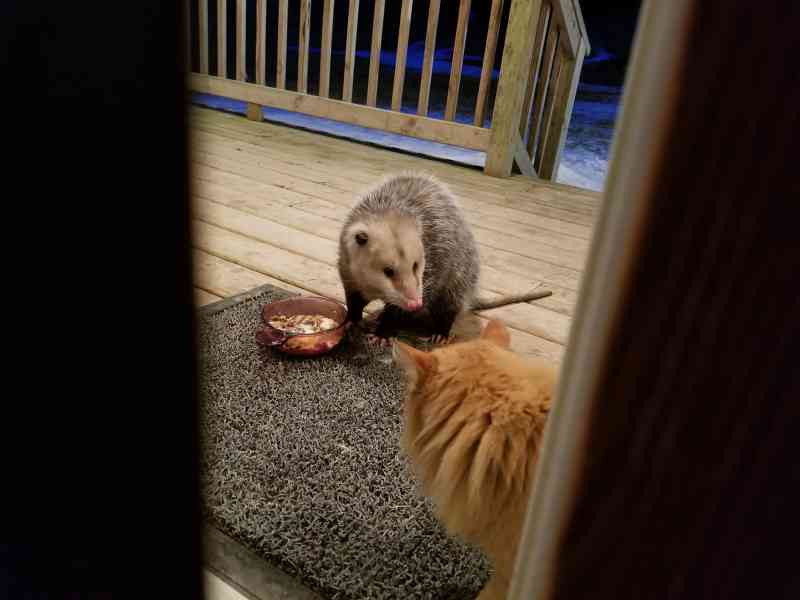 Cat Has Hilarious Reaction To Possum Stealing Her Food