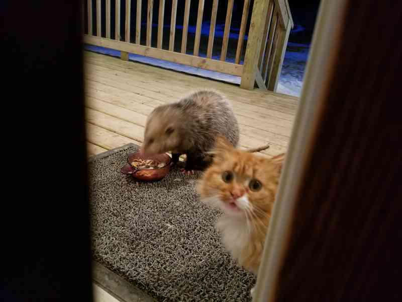 Cat Has Hilarious Reaction To Possum Stealing Her Food