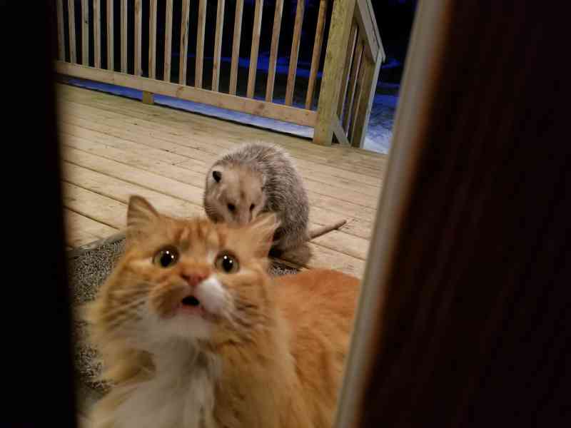 Cat Has Hilarious Reaction To Possum Stealing Her Food