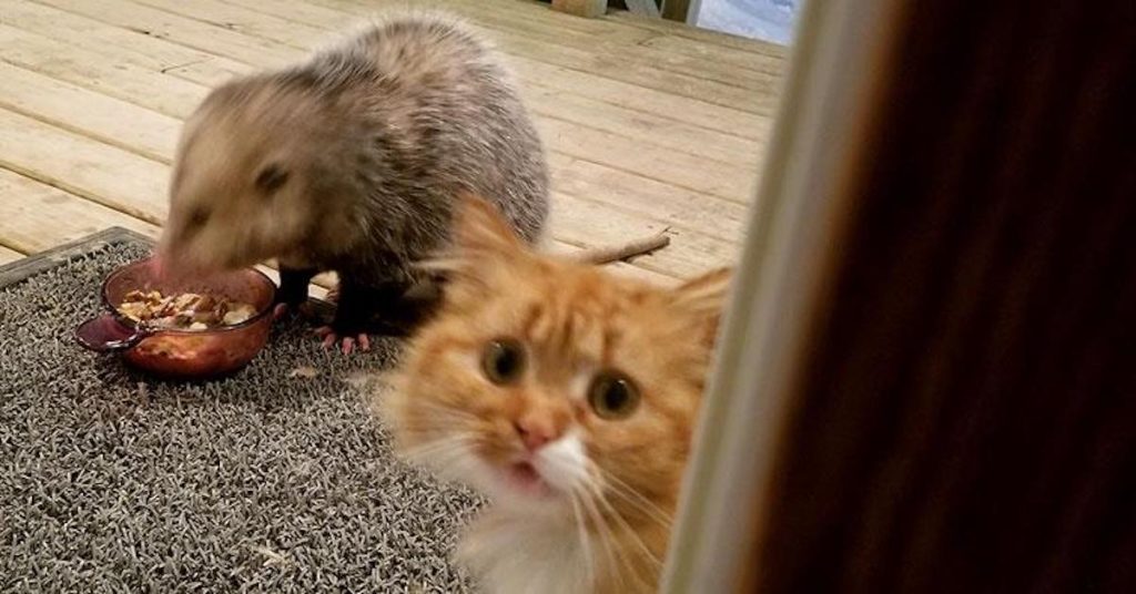 Cat Has Hilarious Reaction To Possum Stealing Her Food