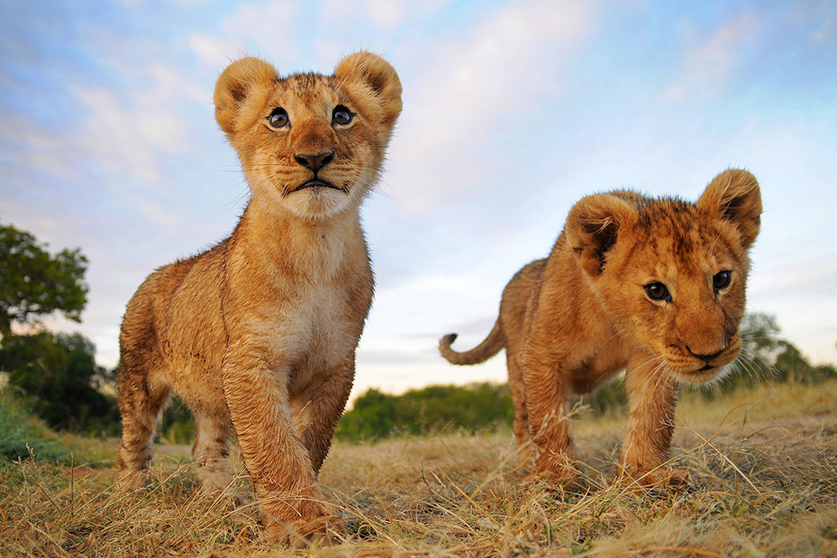 Lion Paws At Glass After A Little Girl Blows Him Kiss