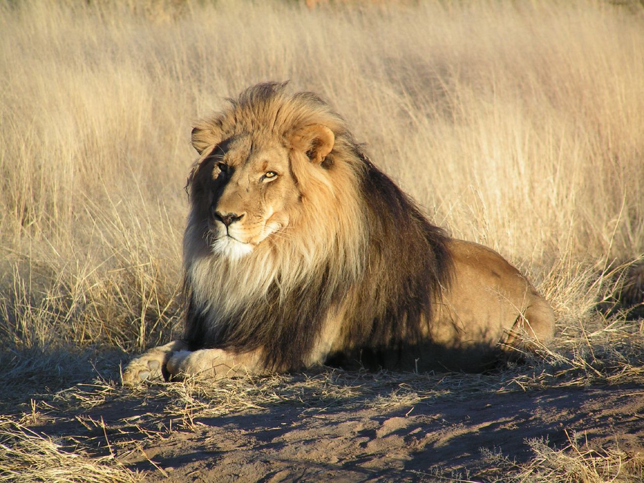 Lion Paws At Glass After A Little Girl Blows Him Kiss