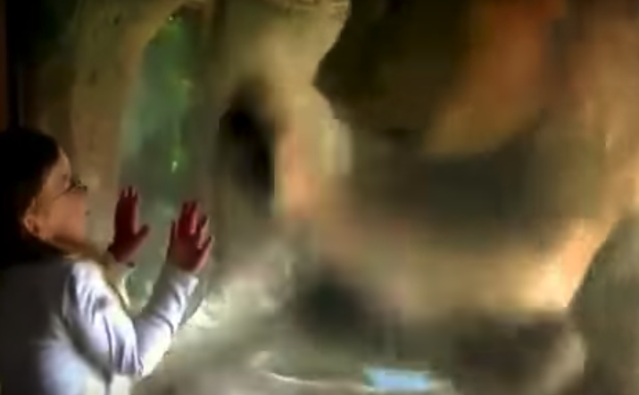 Lion Paws At Glass After A Little Girl Blows Him Kiss