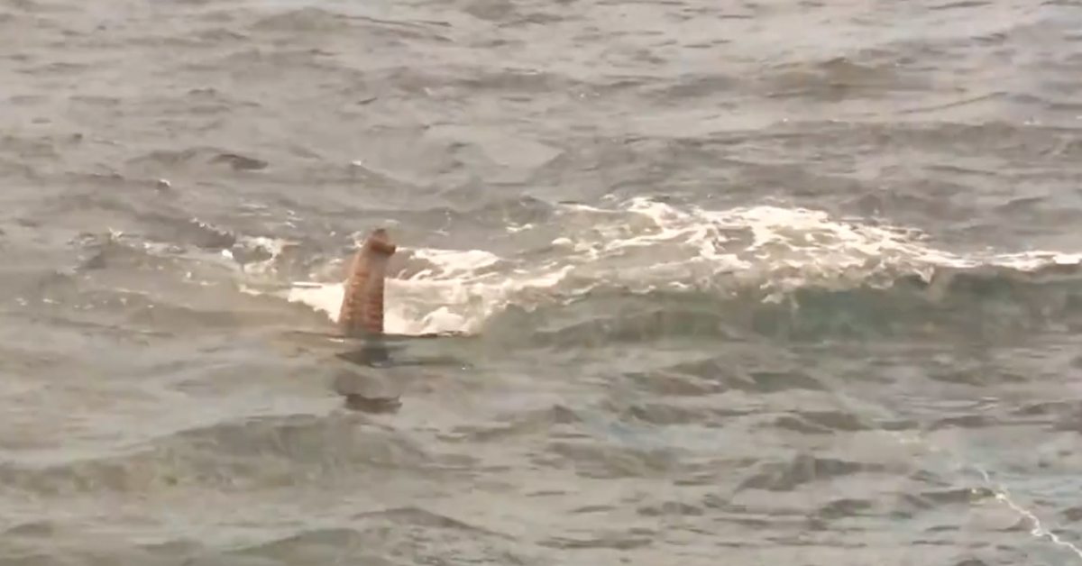 Navy Confused As To What Was In Water – When They Get Closer Look, They All Jump And Rushed Into Action