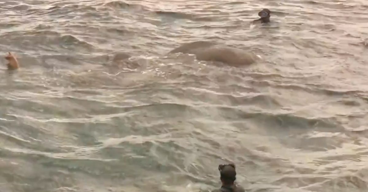 Navy Confused As To What Was In Water – When They Get Closer Look, They All Jump And Rushed Into Action
