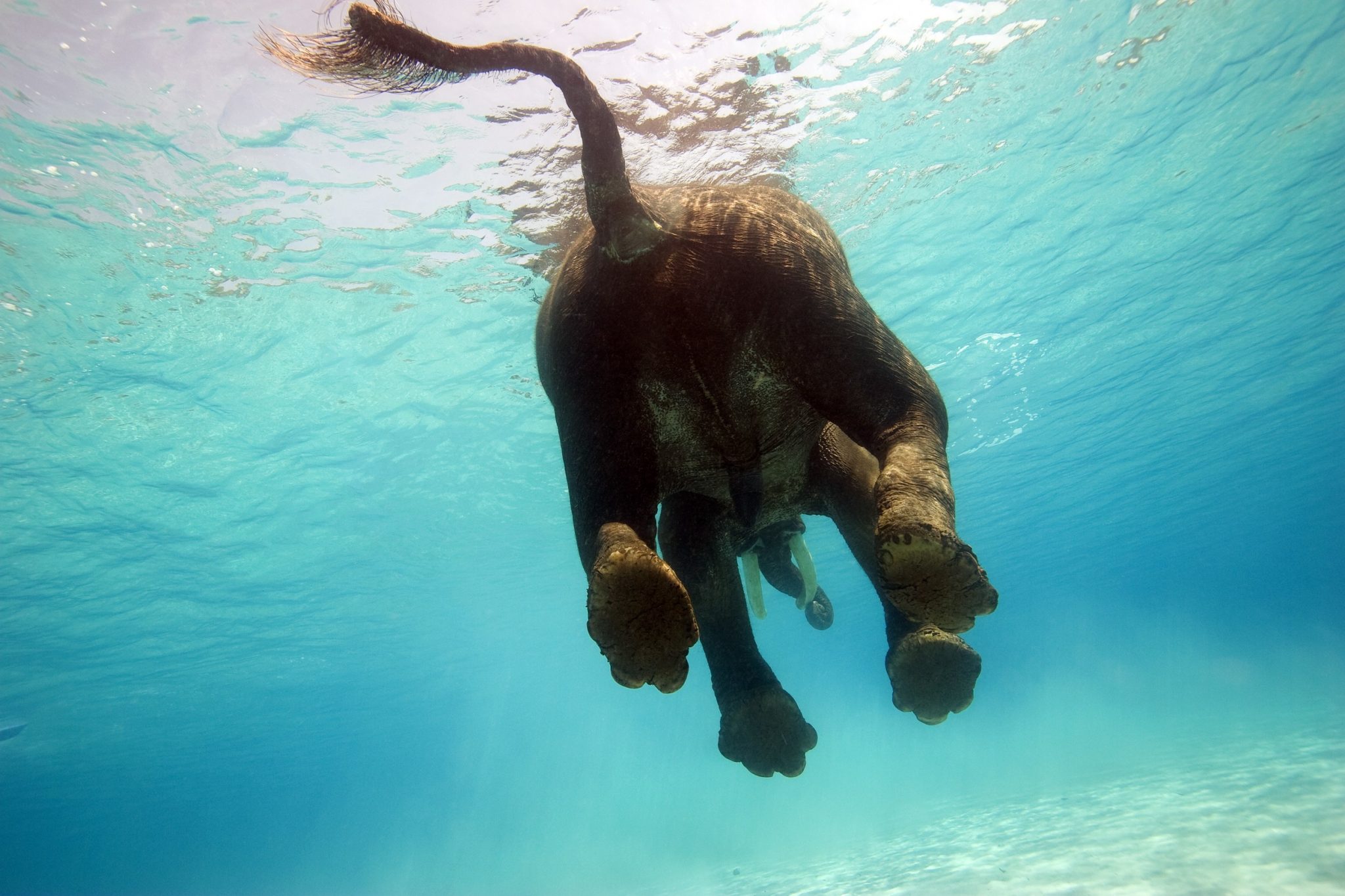 Navy Confused As To What Was In Water – When They Get Closer Look, They All Jump And Rushed Into Action