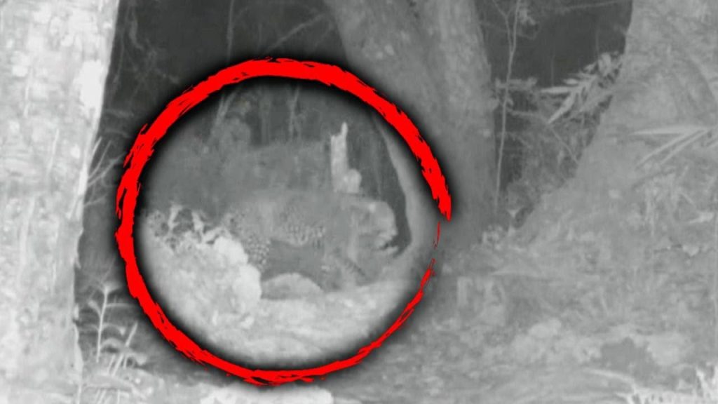 Wildlife Expert Catches ‘Extinct’ Zanzibar Leopard on Camera