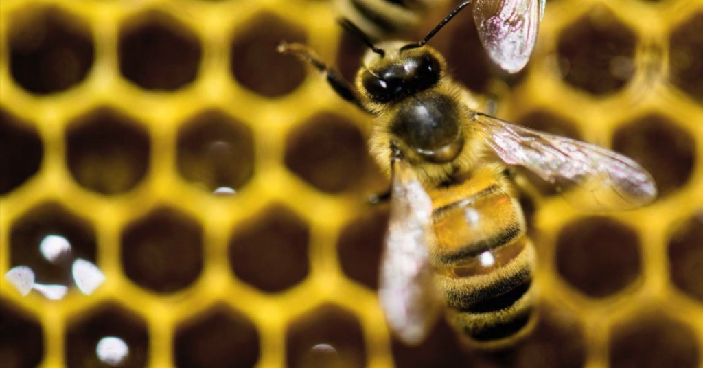 Swarming bees stung California woman hundreds of times — then went for her rescuers